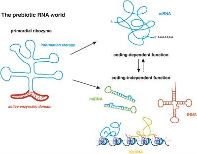 Frontiers | Post-transcriptional Processing Of MRNA In Neurons: The ...